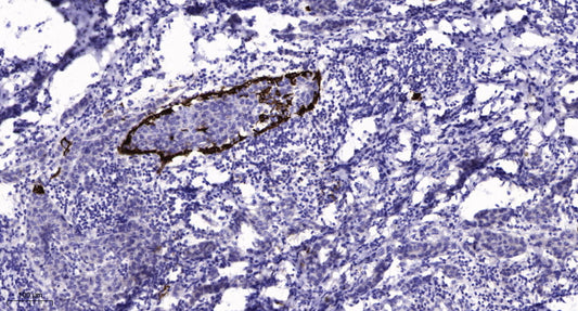 GNG13 Rabbit Polyclonal Antibody
