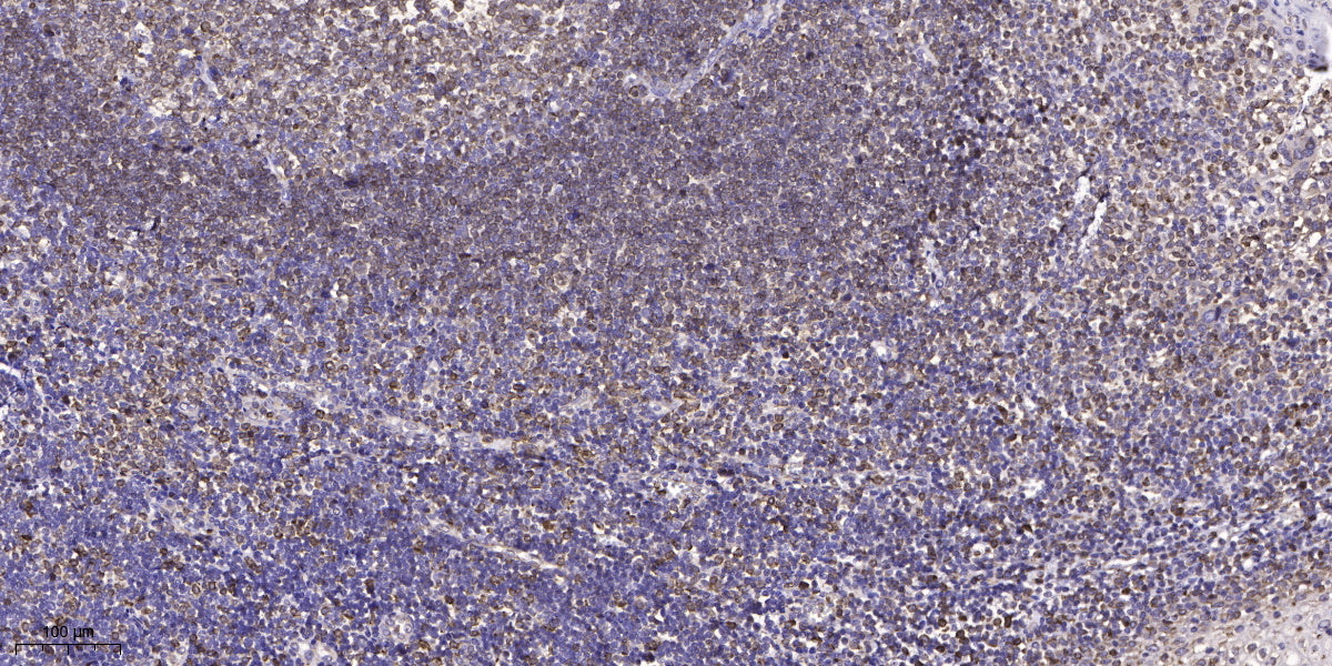 GNG4 Rabbit Polyclonal Antibody