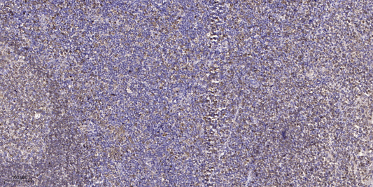 GNG7 Rabbit Polyclonal Antibody