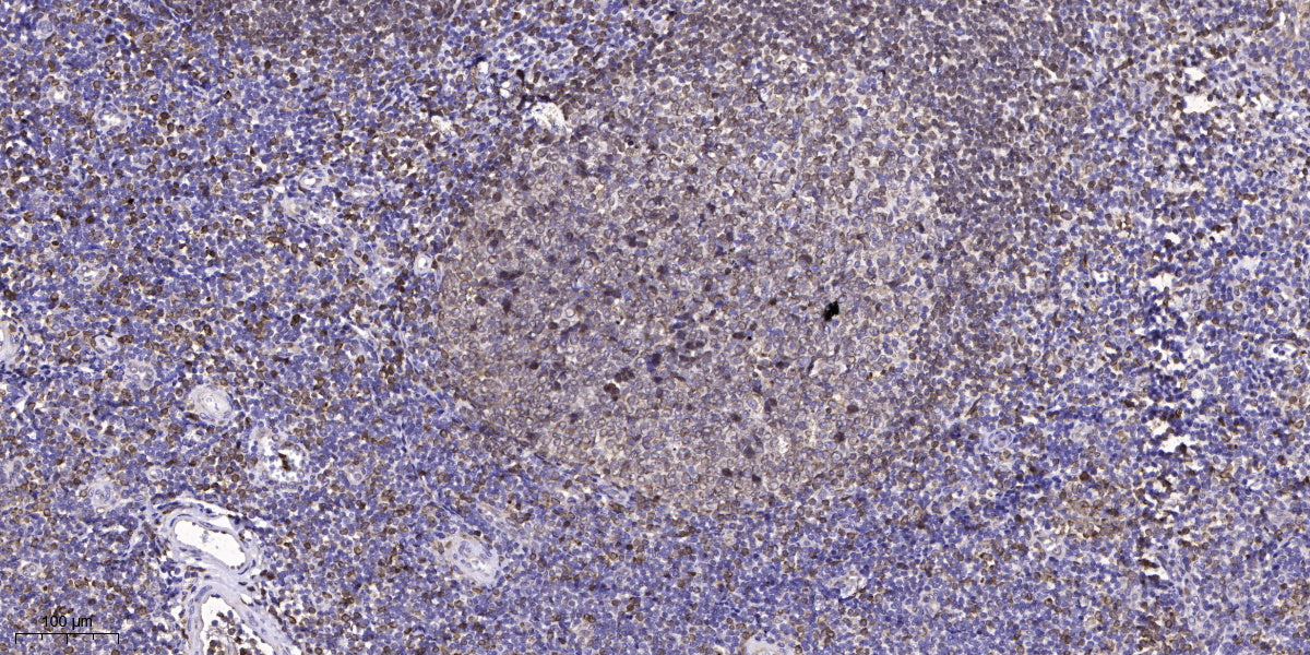GNG8 Rabbit Polyclonal Antibody
