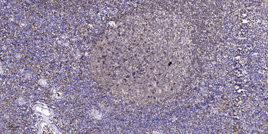 GNG8 Rabbit Polyclonal Antibody
