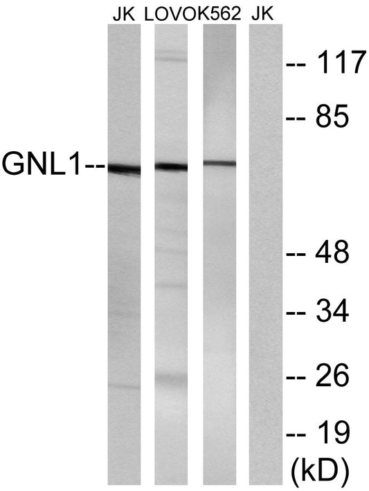 GNL1 Rabbit Polyclonal Antibody