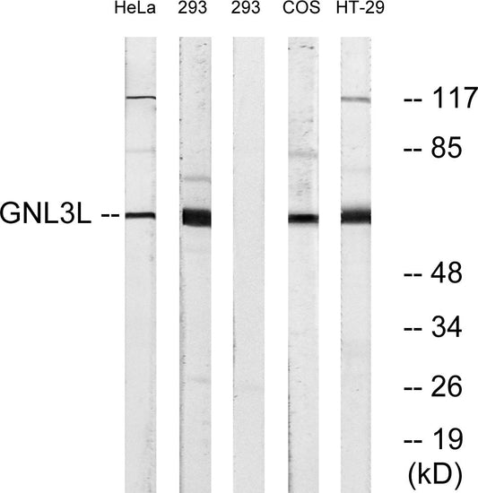 GNL3L Rabbit Polyclonal Antibody