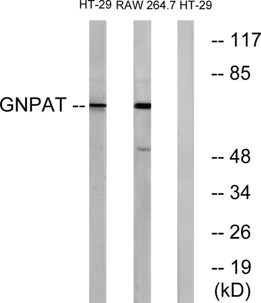 GNPAT Rabbit Polyclonal Antibody