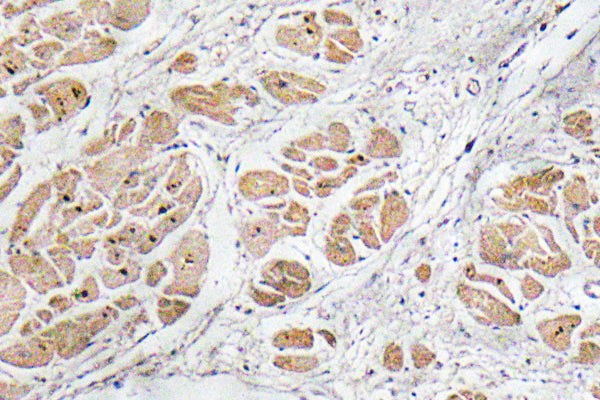 GnRH I Rabbit Polyclonal Antibody