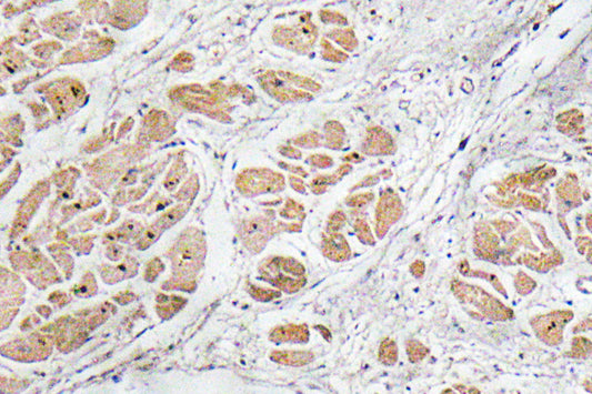 GnRH I Rabbit Polyclonal Antibody