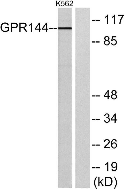 GPR144 Rabbit Polyclonal Antibody