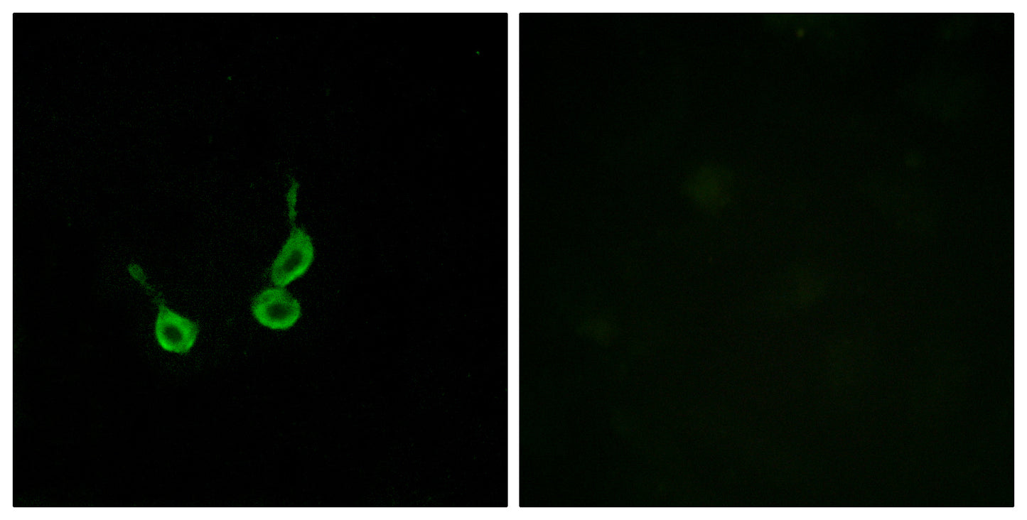 GPR150 Rabbit Polyclonal Antibody