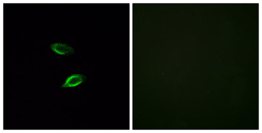GPR157 Rabbit Polyclonal Antibody