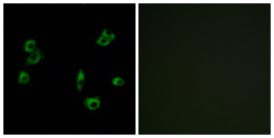 GPR172A Rabbit Polyclonal Antibody