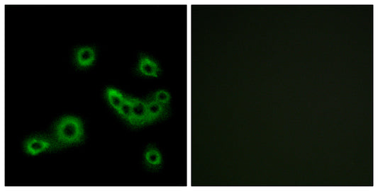 GPR172B Rabbit Polyclonal Antibody