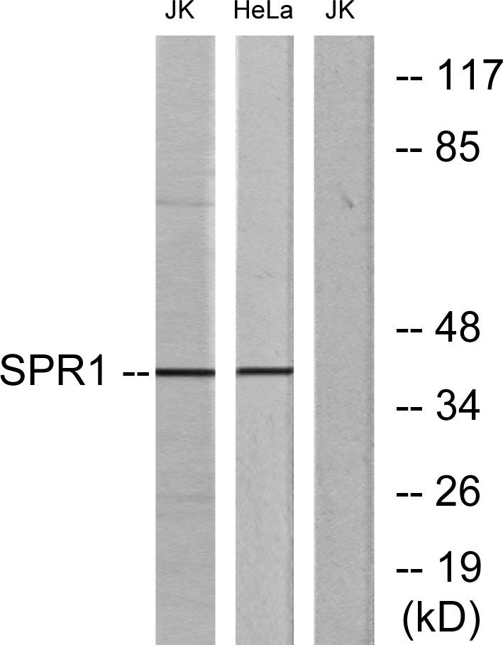 GPR68 Rabbit Polyclonal Antibody