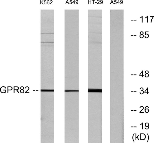 GPR82 Rabbit Polyclonal Antibody