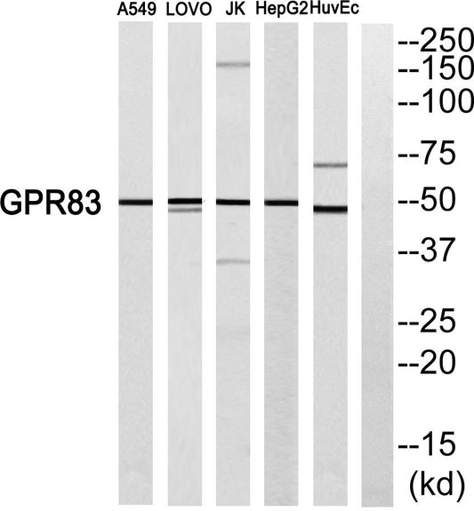 GPR83 Rabbit Polyclonal Antibody