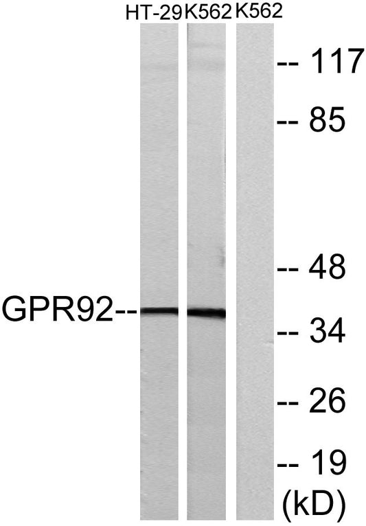 GPR92 Rabbit Polyclonal Antibody