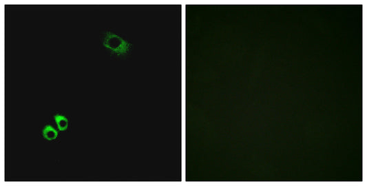 GPRC6A Rabbit Polyclonal Antibody