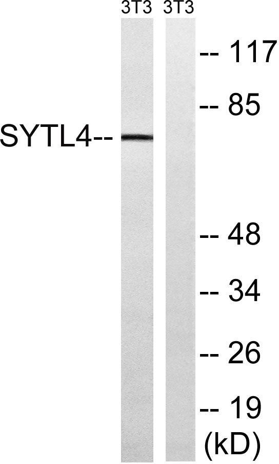 Granuphilin Rabbit Polyclonal Antibody