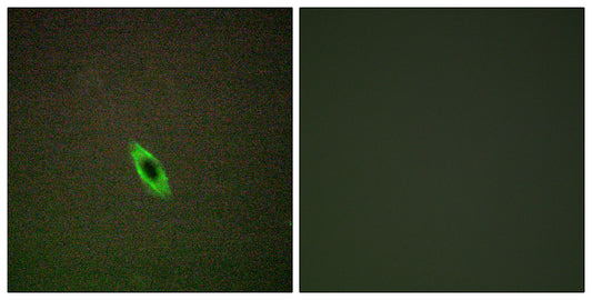 Granzyme A Rabbit Polyclonal Antibody
