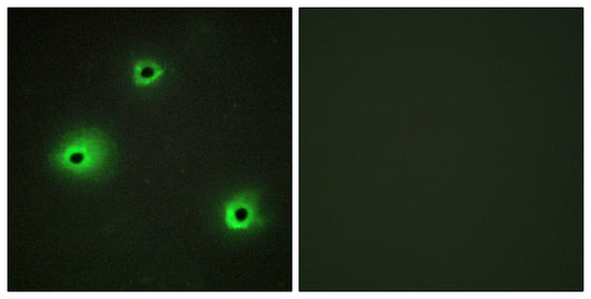 Granzyme H Rabbit Polyclonal Antibody