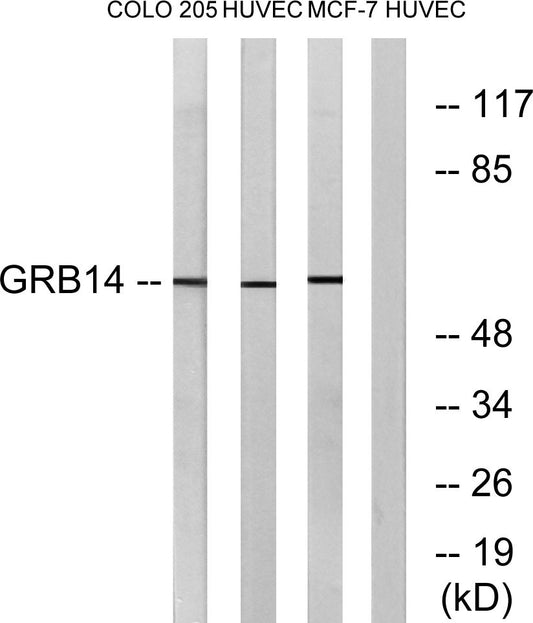 GRB14 Rabbit Polyclonal Antibody