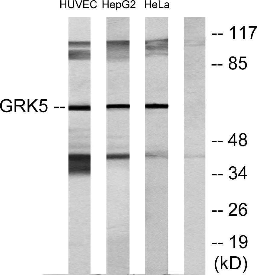 GRK 5 Rabbit Polyclonal Antibody