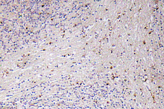 GROα Rabbit Polyclonal Antibody