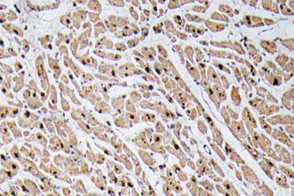 GROγ Rabbit Polyclonal Antibody