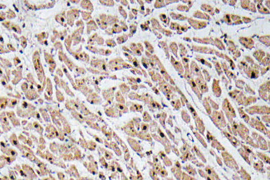 GROγ Rabbit Polyclonal Antibody