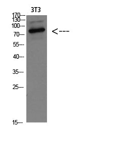 GRP78 BiP Rabbit Polyclonal Antibody
