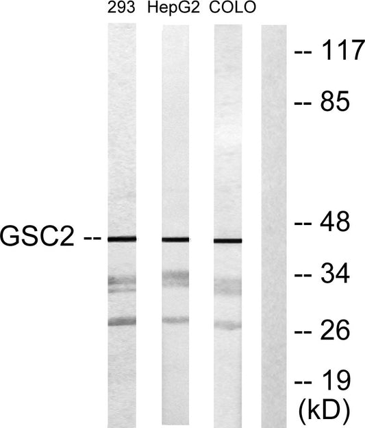 GSC2 Rabbit Polyclonal Antibody