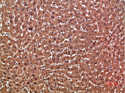 GSTA1 Rabbit Polyclonal Antibody