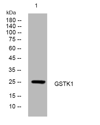 GSTK1 Rabbit Polyclonal Antibody