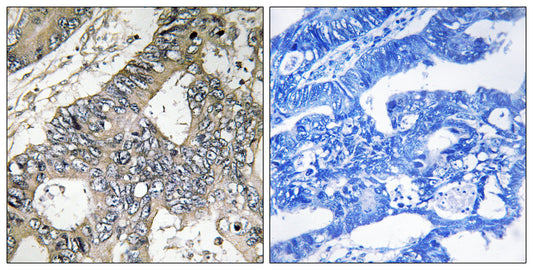 GUF1 Rabbit Polyclonal Antibody