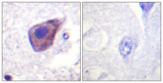 Gz-α Rabbit Polyclonal Antibody