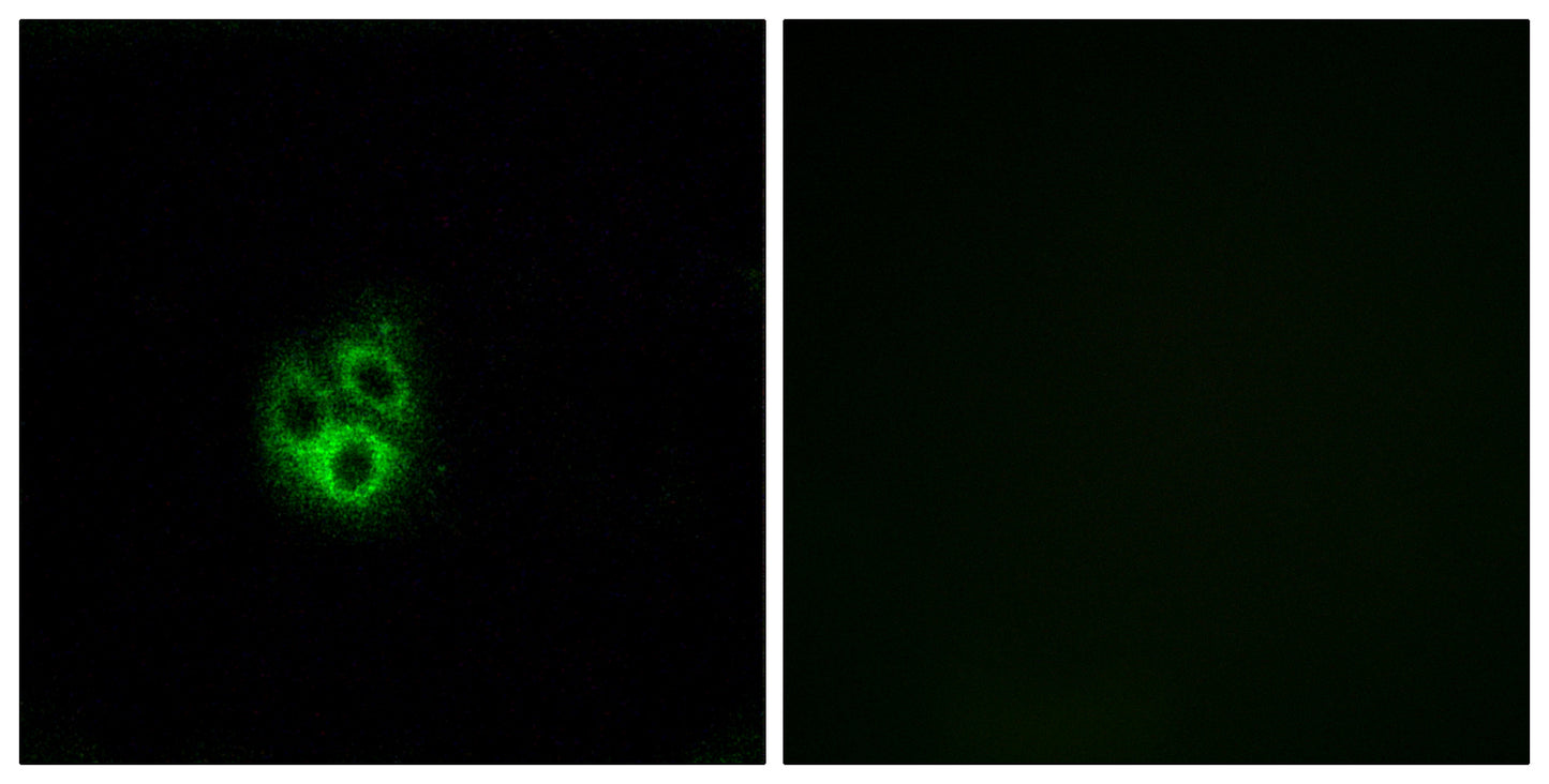 Gγ 5 Rabbit Polyclonal Antibody