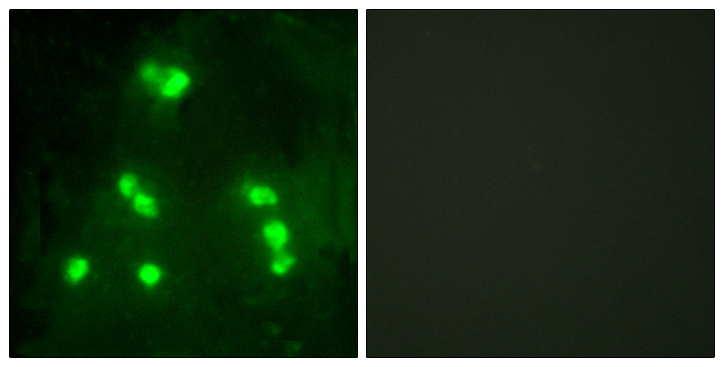 Hairless Rabbit Polyclonal Antibody