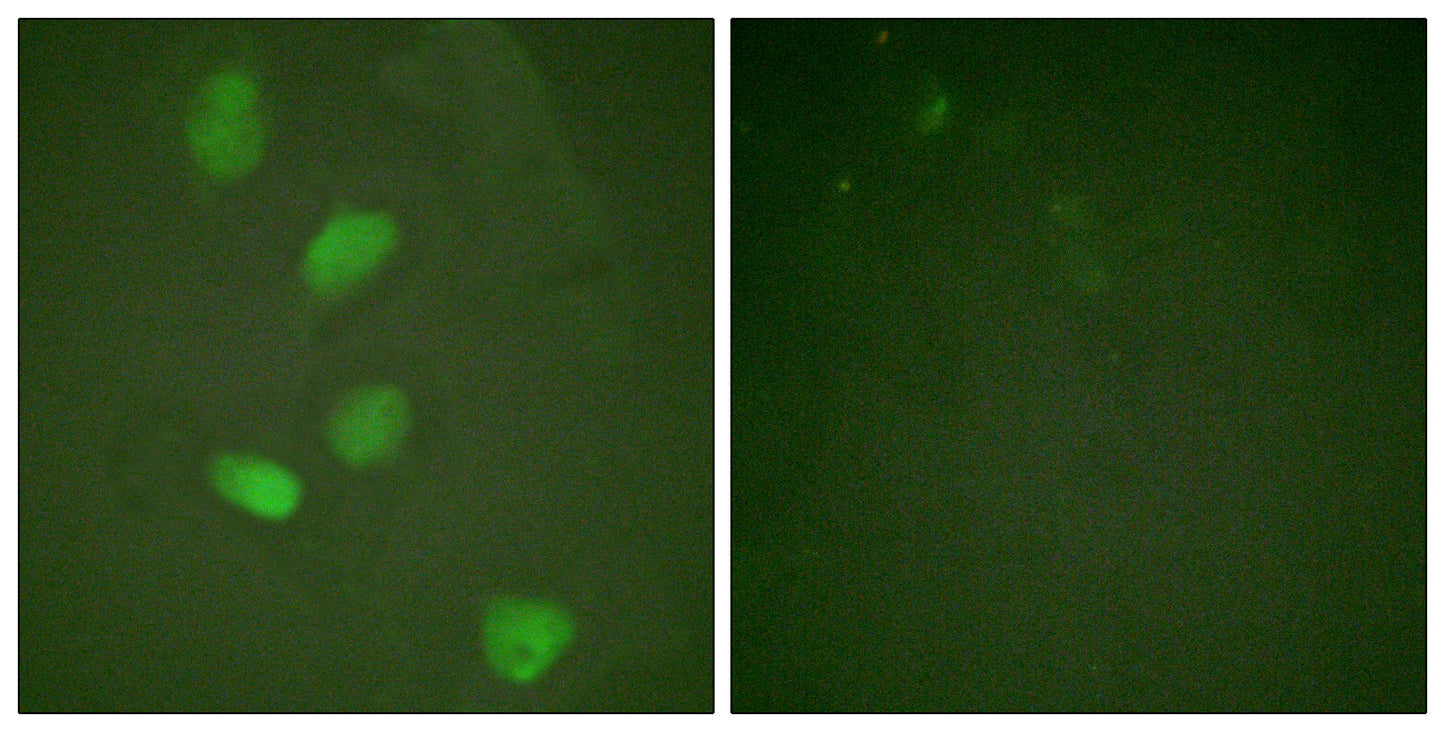 HDAC3 Rabbit Polyclonal Antibody