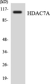HDAC7 Rabbit Polyclonal Antibody