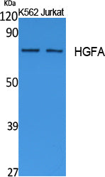 HGFA Rabbit Polyclonal Antibody