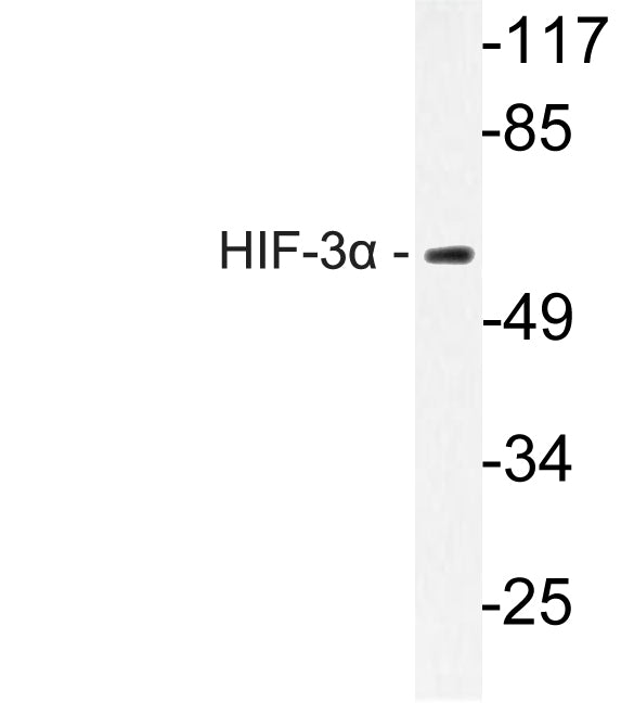 HIF-3α Rabbit Polyclonal Antibody