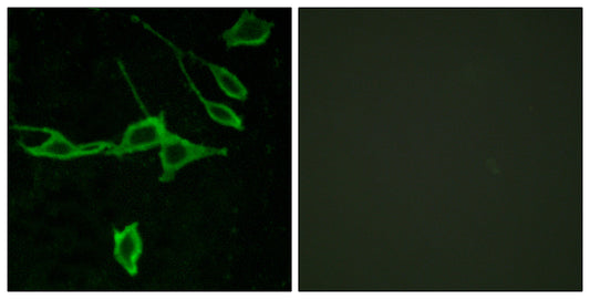 Histamine H1 Receptor Rabbit Polyclonal Antibody