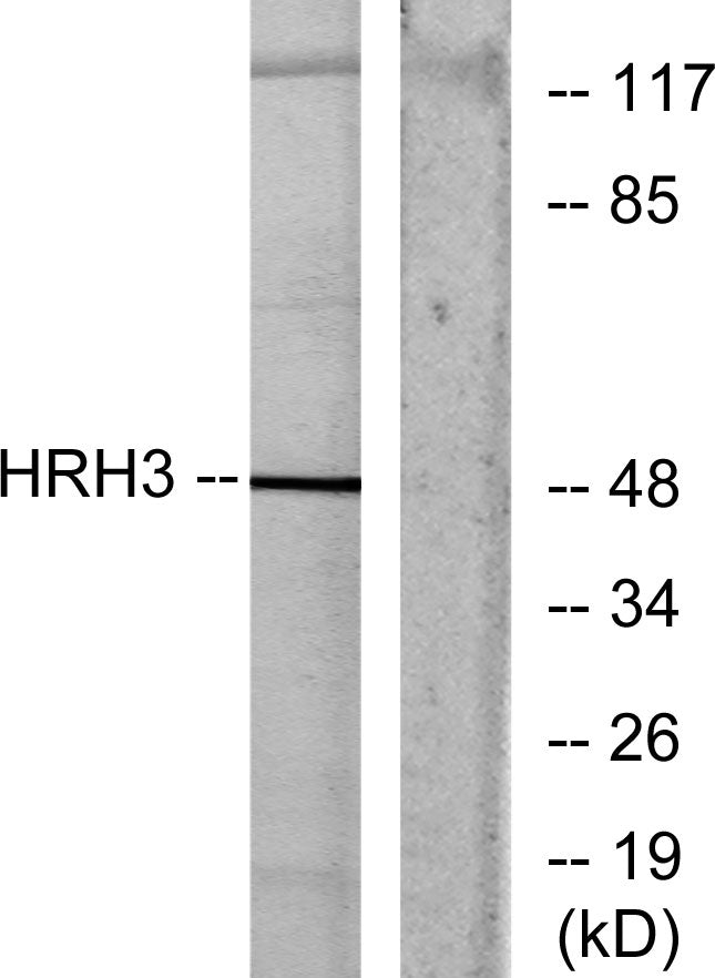 Histamine H3 Receptor Rabbit Polyclonal Antibody