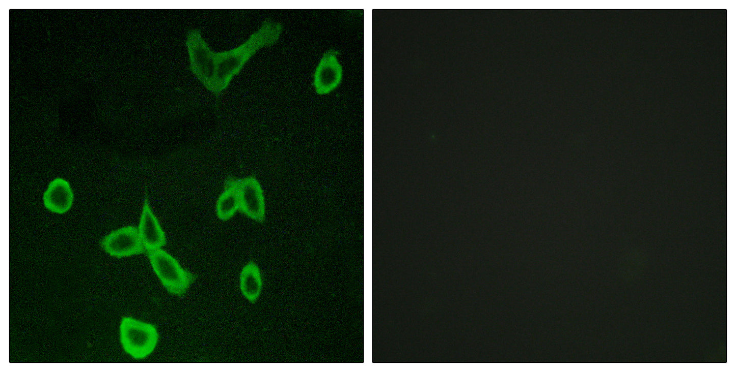 Histamine H4 Receptor Rabbit Polyclonal Antibody