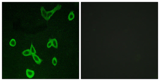 Histamine H4 Receptor Rabbit Polyclonal Antibody
