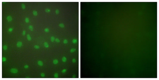 Histone deacetylase 1 Rabbit Polyclonal Antibody