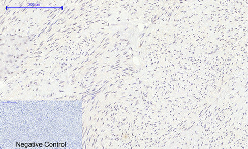 Histone H2A Rabbit Polyclonal Antibody