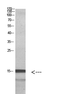 Histone H2A.Z Rabbit Polyclonal Antibody