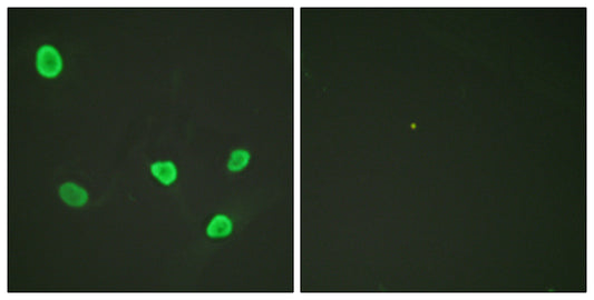 Histone H2B Rabbit Polyclonal Antibody