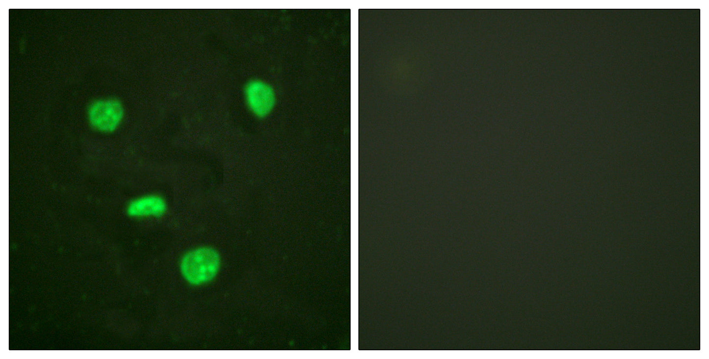 Histone H3.3 Rabbit Polyclonal Antibody