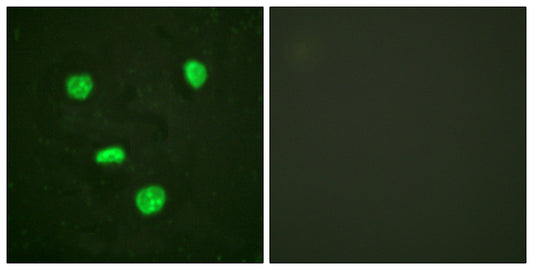 Histone H3.3 Rabbit Polyclonal Antibody
